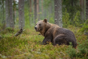 Медведь – крупный зверь, вес которого может достигать 500 кг