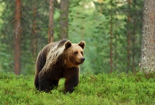 Лапы у медведя довольно мощные и имеют большие когти