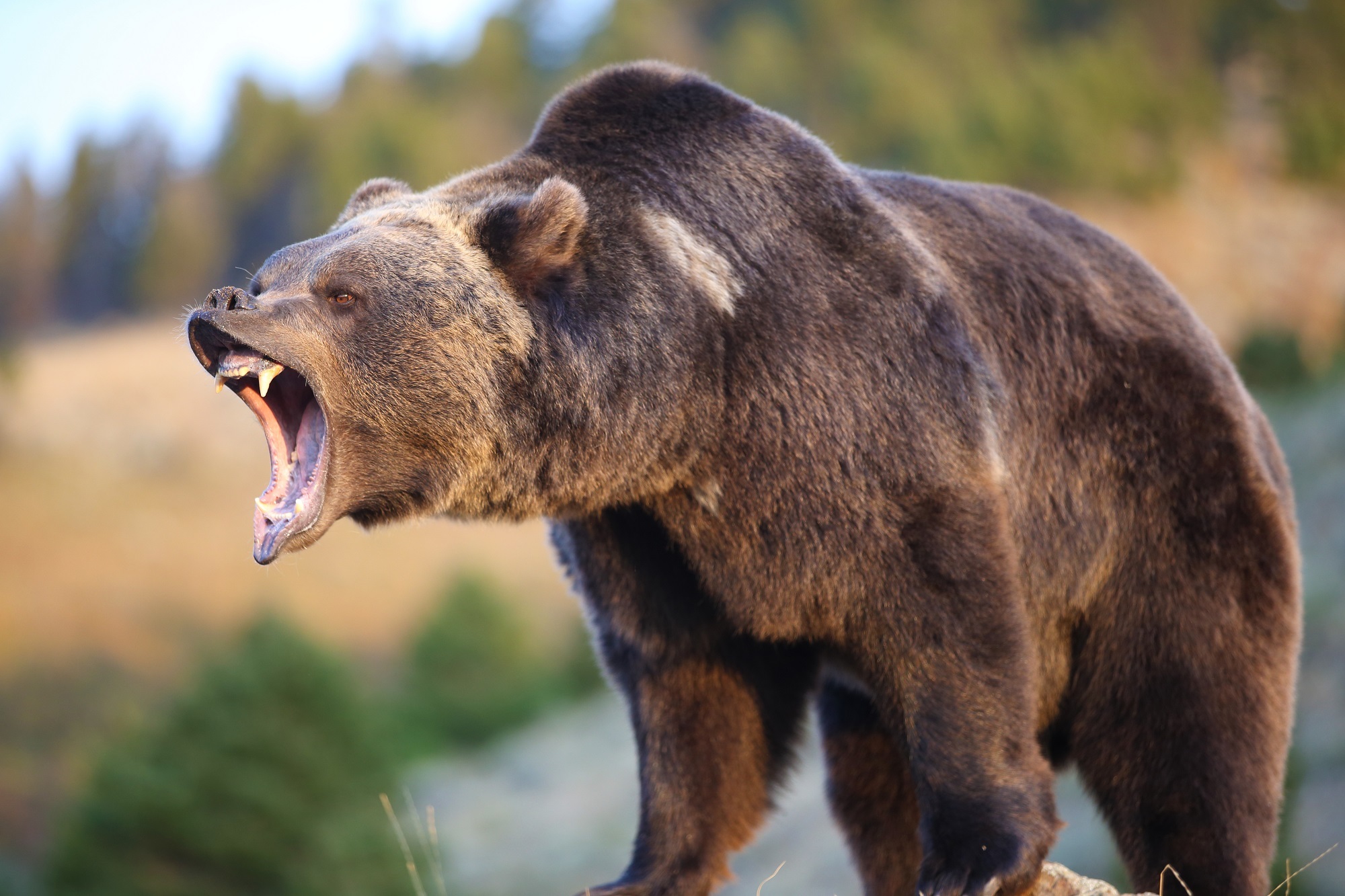 Медведь бурый - Ursus arctos.