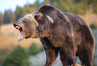 Среди охотников высоко ценится шкура бурого медведя