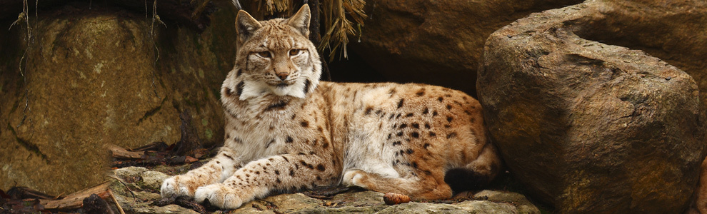 Рысь - Felis lynx 