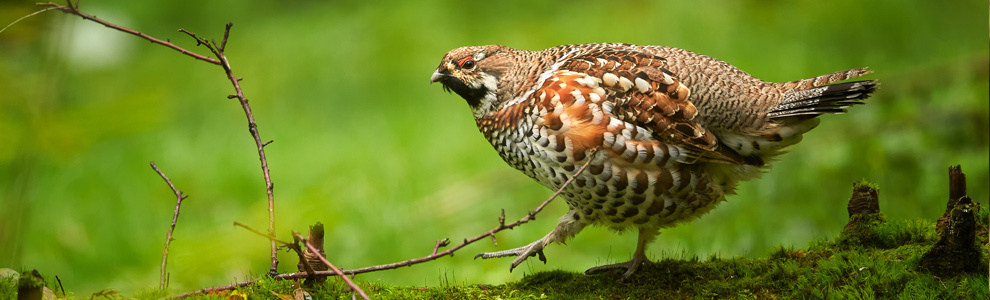 Рябчик - Bonasa bonasia