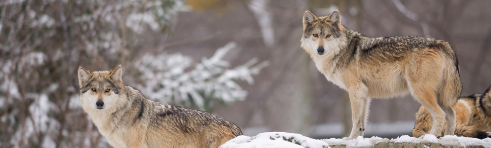 Распространение и места обитания волка