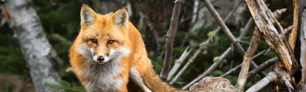 Распространение и места обитания лисицы