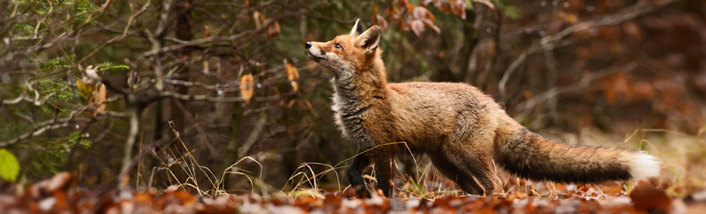 Способы охоты на лисицу