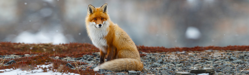 Интересные факты о лисице