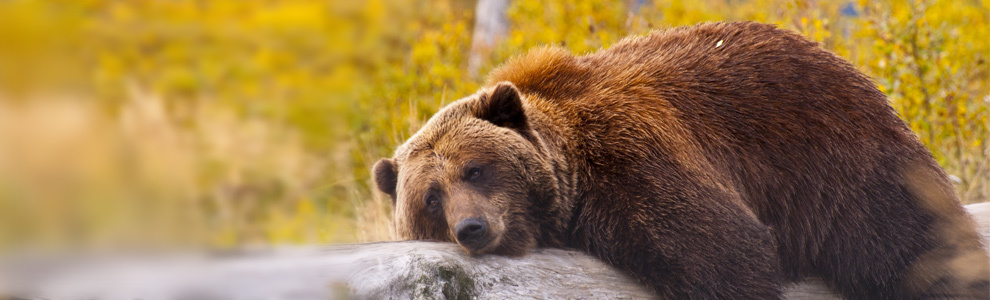 Распространение и места обитания медведя