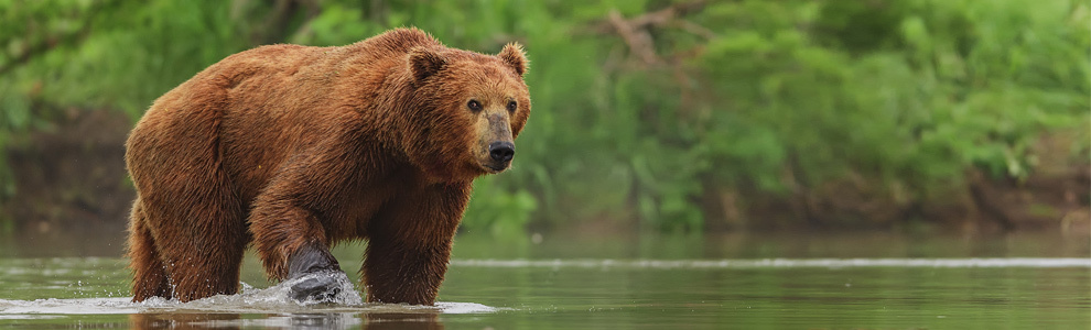 Интересные факты о медведе