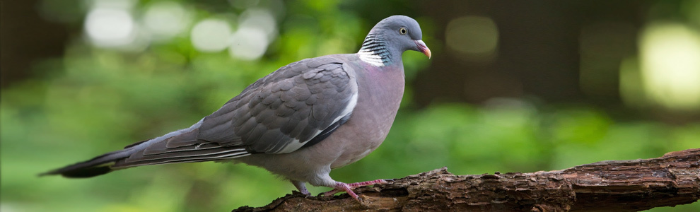 Распространение и места обитания голубя