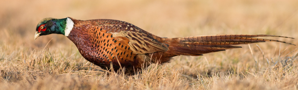 Интересные факты о фазане