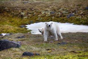 Несмотря на кажущуюся неповоротливость, белые медведи даже на суше быстры и ловки