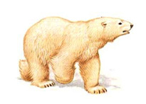 Белый медведь  - Ursus maritimus