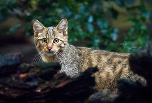 Лесной кот (латинское название животного Felis silvestris)