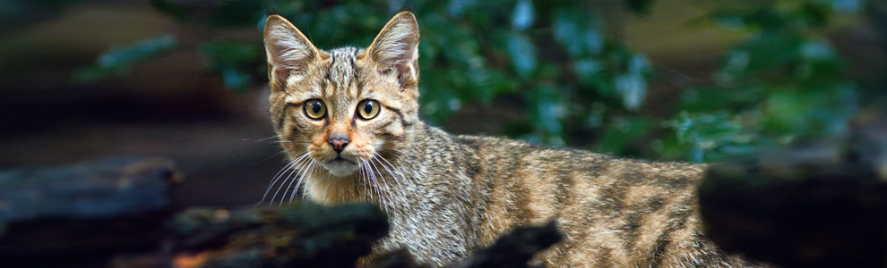 Лесной кот - Felis silvestris