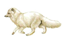 Песец - Vulpes lagopus  (полярная лисица)