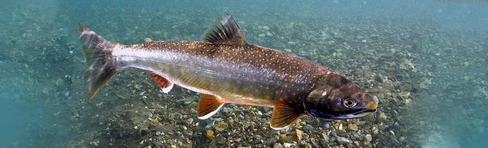 Мальма - Salvelinus malma