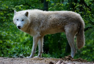 Полярный волк (латинское название животного Canis lupus tundrarum)