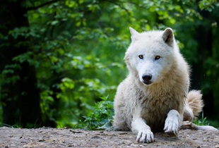 Полярный волк обитает на всей территории Арктики и в тундре