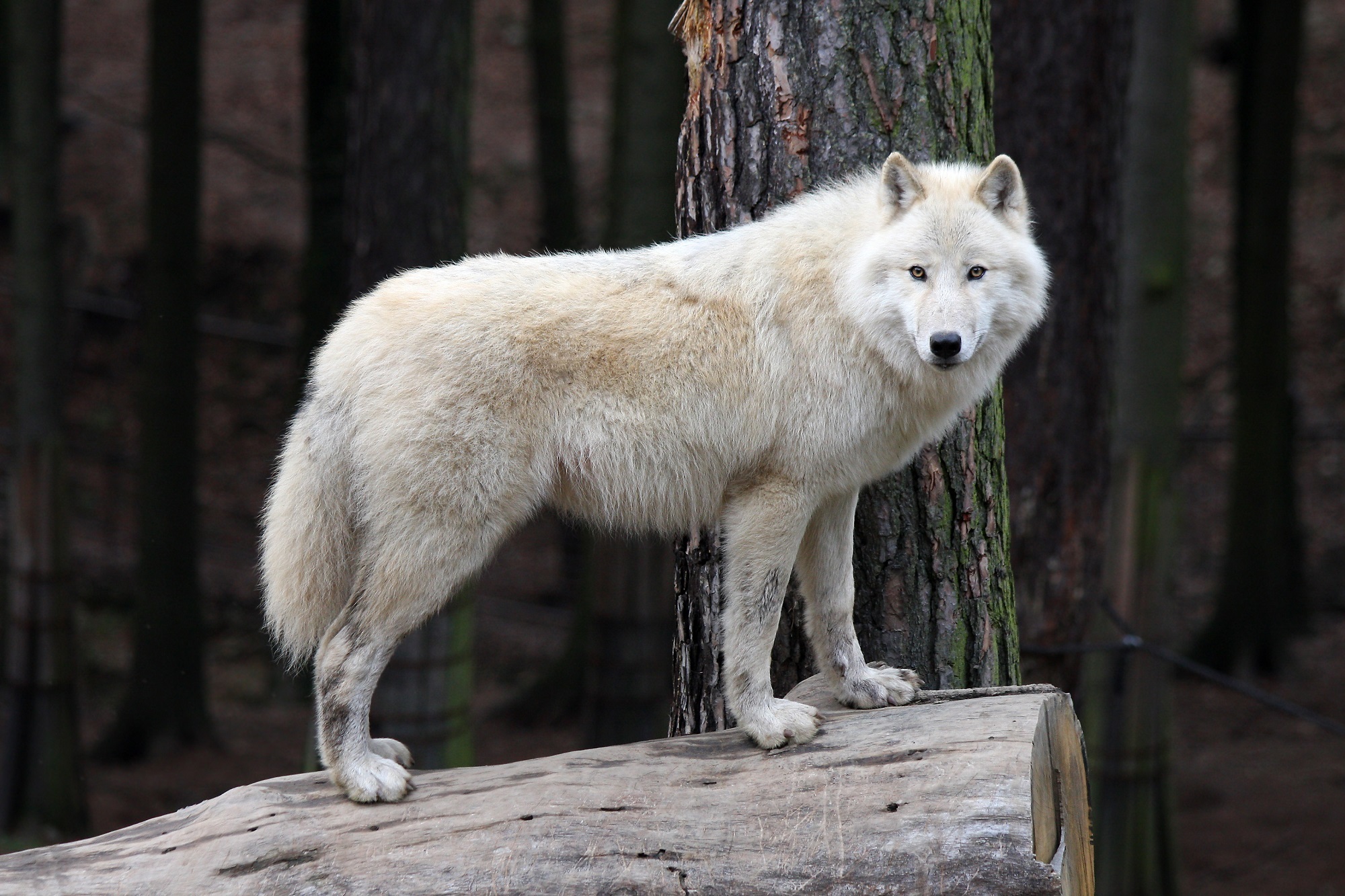 Полярный волк - Canis lupus tundrarum.