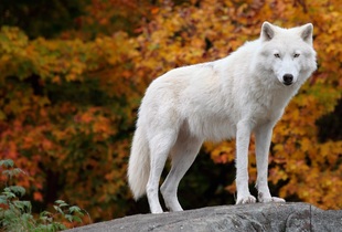 Продолжительность жизни полярного волка: около 17 лет
