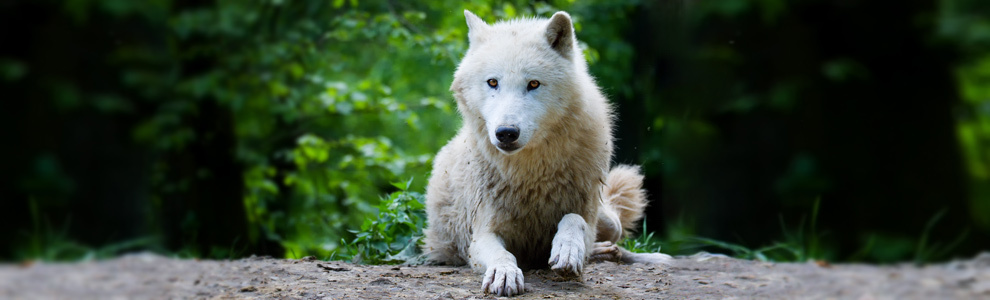 Полярный волк - Canis lupus tundrarum