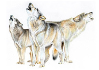 Полярный волк - Canis lupus tundrarum
