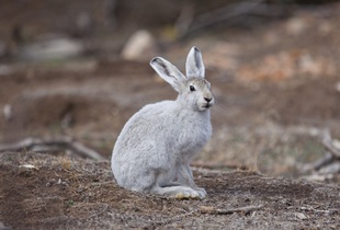 Полярный заяц (латинское название животного Lepus arcticus)