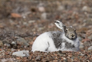 Полярные зайцы в основном приспособленный к обитанию в полярных и гористых местностях