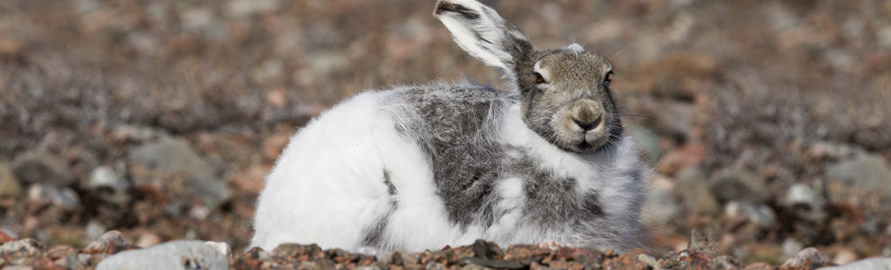 Полярный заяц - Lepus arcticus