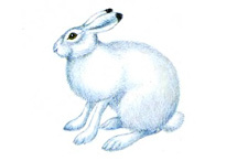 Полярный заяц - Lepus arcticus