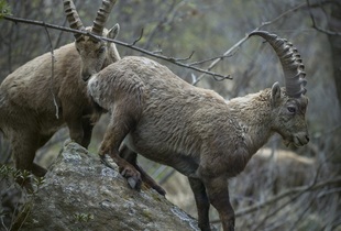 Сибирский горный козёл (латинское название животного Capra sibirica)