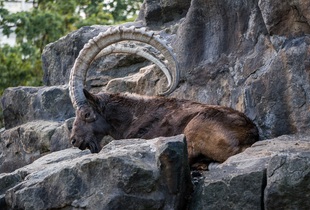 Сибирский горный козёл — сравнительно оседлое животное