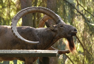 Рога у сибирского козла достигают длины 150 см