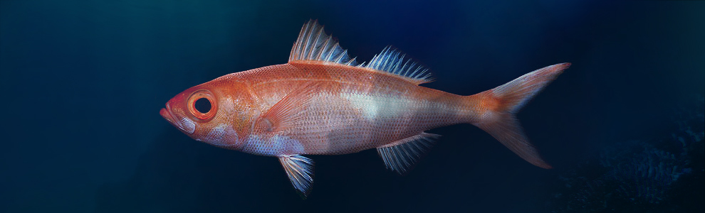 Рыба Красноглазка Фото