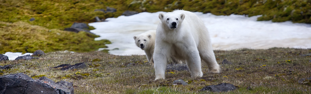 Распространение и места обитания белого медведя