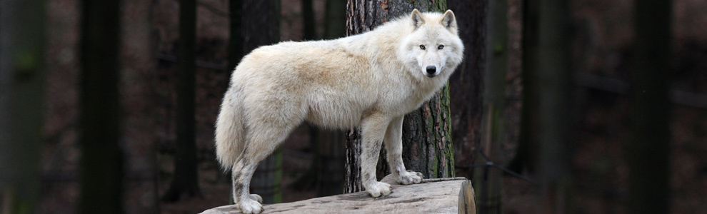 Распространение и места обитания полярного волка