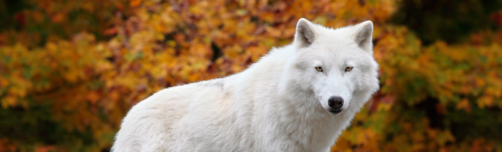 Способы охоты на полярного волка