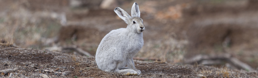 Распространение и места обитания полярного зайца