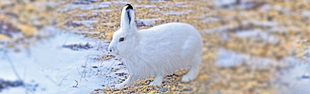 Способы охоты на полярного зайца