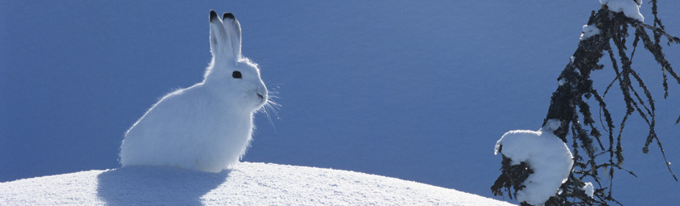 Интересные факты о полярном зайце