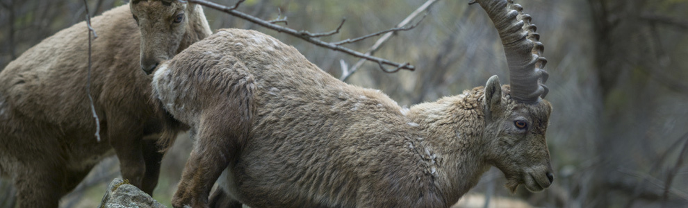 Интересные факты о сибирском козероге