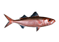Красноглазка морская - Emmelichthys nitidus