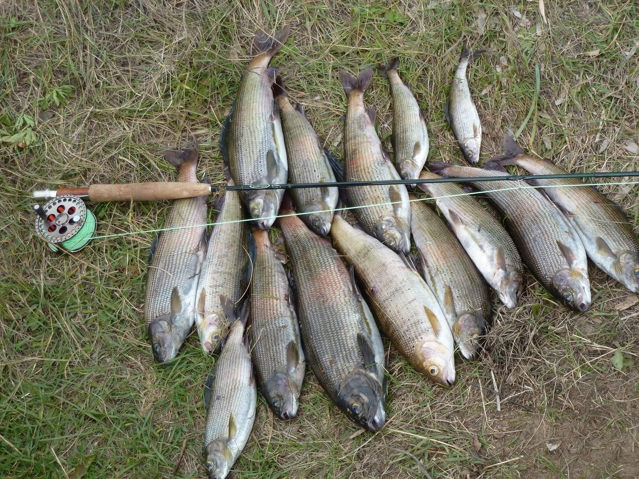 Рыбалка на Ангаре: видео ловли на реке, рыбалка на хариуса и ленка, зимой, весной