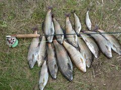Рыбалка на Ангаре: хариус, ленок, щука, таймень, лещ