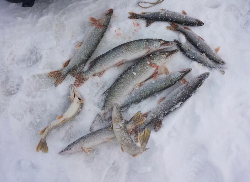 Рыбалка в тюмени в контакте. Тюмень щука рыбалка. Зимняя рыбалка в Тюмени. Озеро Андреевское зимняя рыбалка. Зимняя рыбалка в Тюменской области.