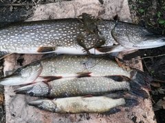 Зимняя и летняя рыбалка в Перми