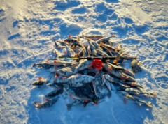 Рыбалка на севере в Петрозаводске