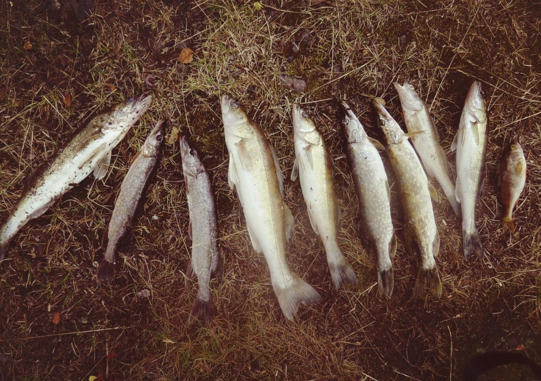 касплянский рыбхоз платная рыбалка