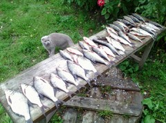 Рыбалка в Костроме и Костромской области