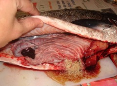 Самый опасный рыбий паразит - описторхоз